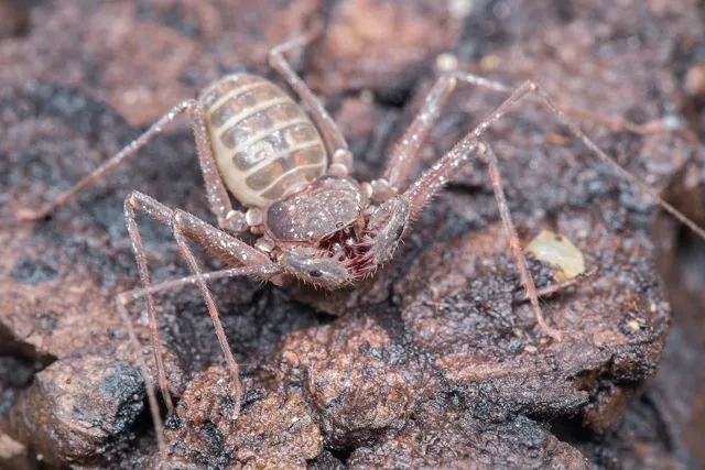 23145 philippine tarantula habitat