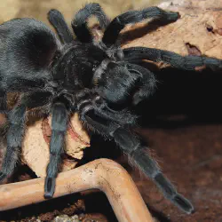 /img/23145-philippine-tarantula-mistakes.webp