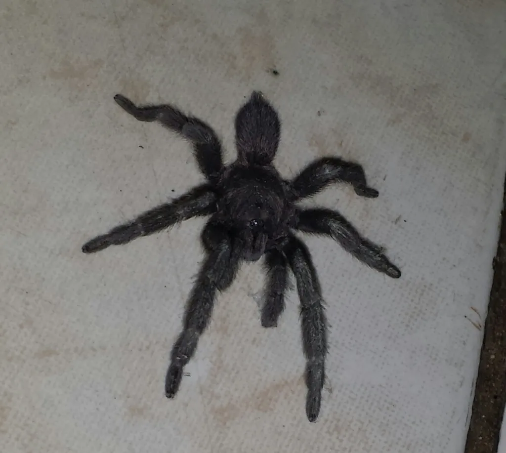 23145 philippine tarantula species
