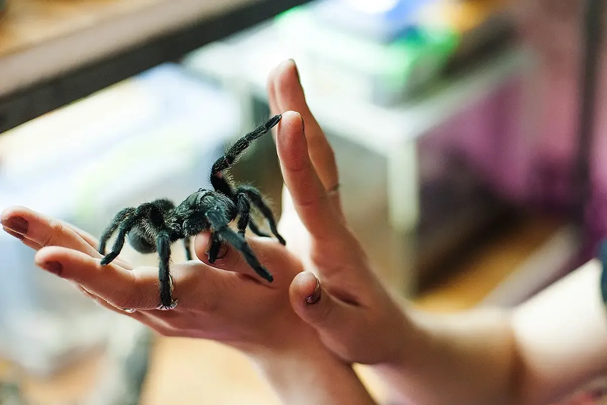 23145 tarantula philippines feeding