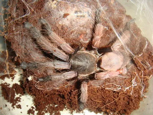 23145 tarantula philippines tangerine