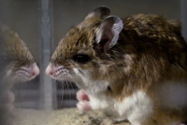 23147 grasshopper mouse habitat