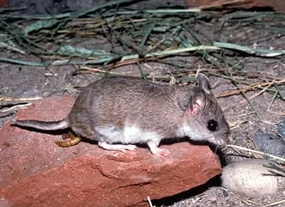 23147 grasshopper mouse vs tarantula