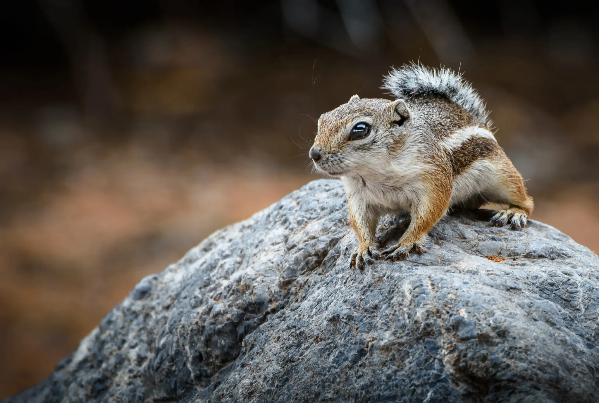 23147 tarantula venom