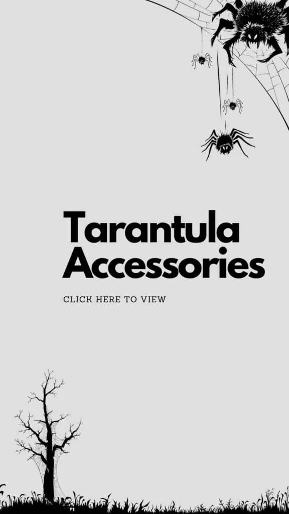 23152 tarantula defense mechanisms