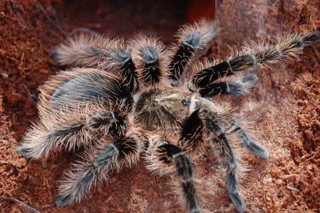 /img/23154-curly-hair-tarantula-breeding.webp