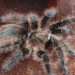 /img/23154-curly-hair-tarantula-breeding.webp