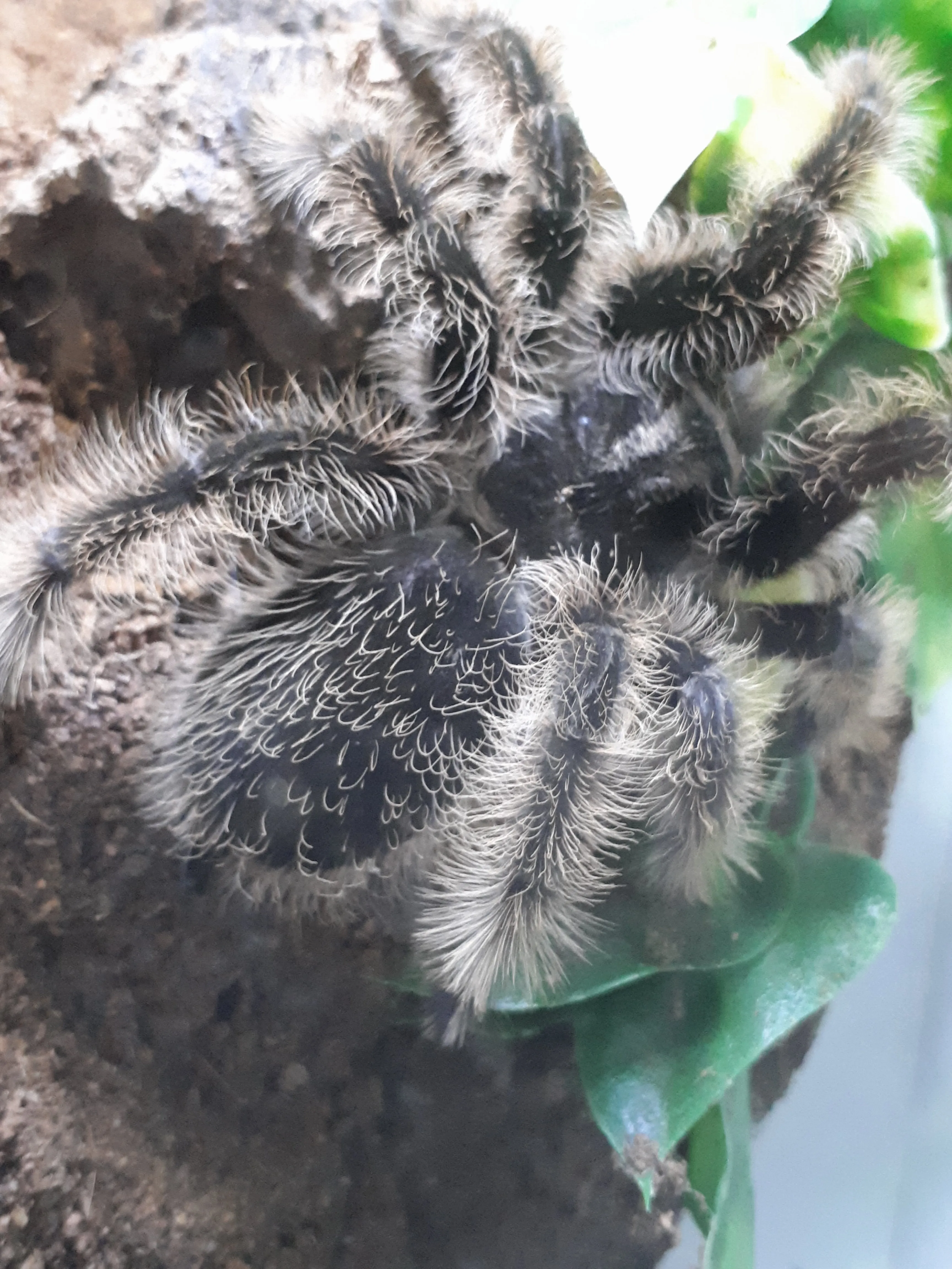 23154 curly hair tarantula introduction