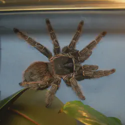 /img/23155-salmon-pink-birdeater-tarantula-breeding.webp