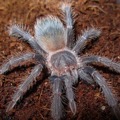 23155 salmon pink birdeater tarantula handling