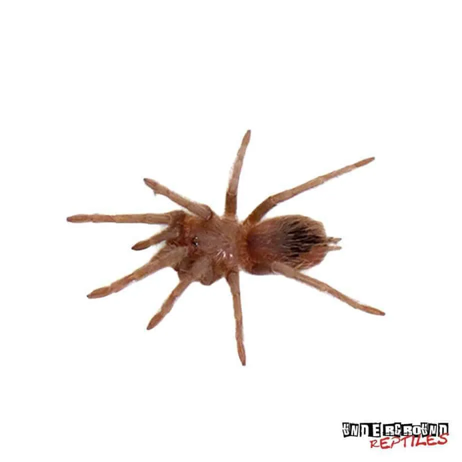 23155 salmon pink birdeater tarantula overview