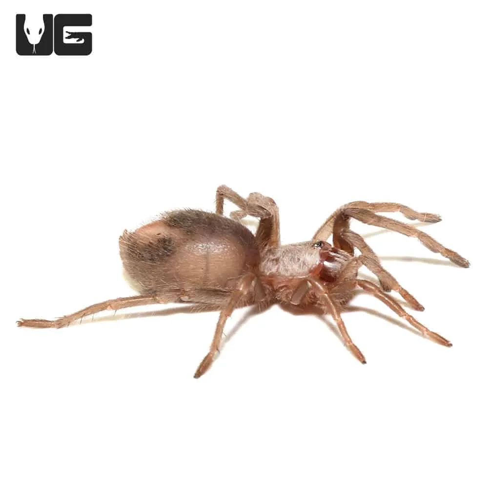23155 salmon pink birdeater tarantula size