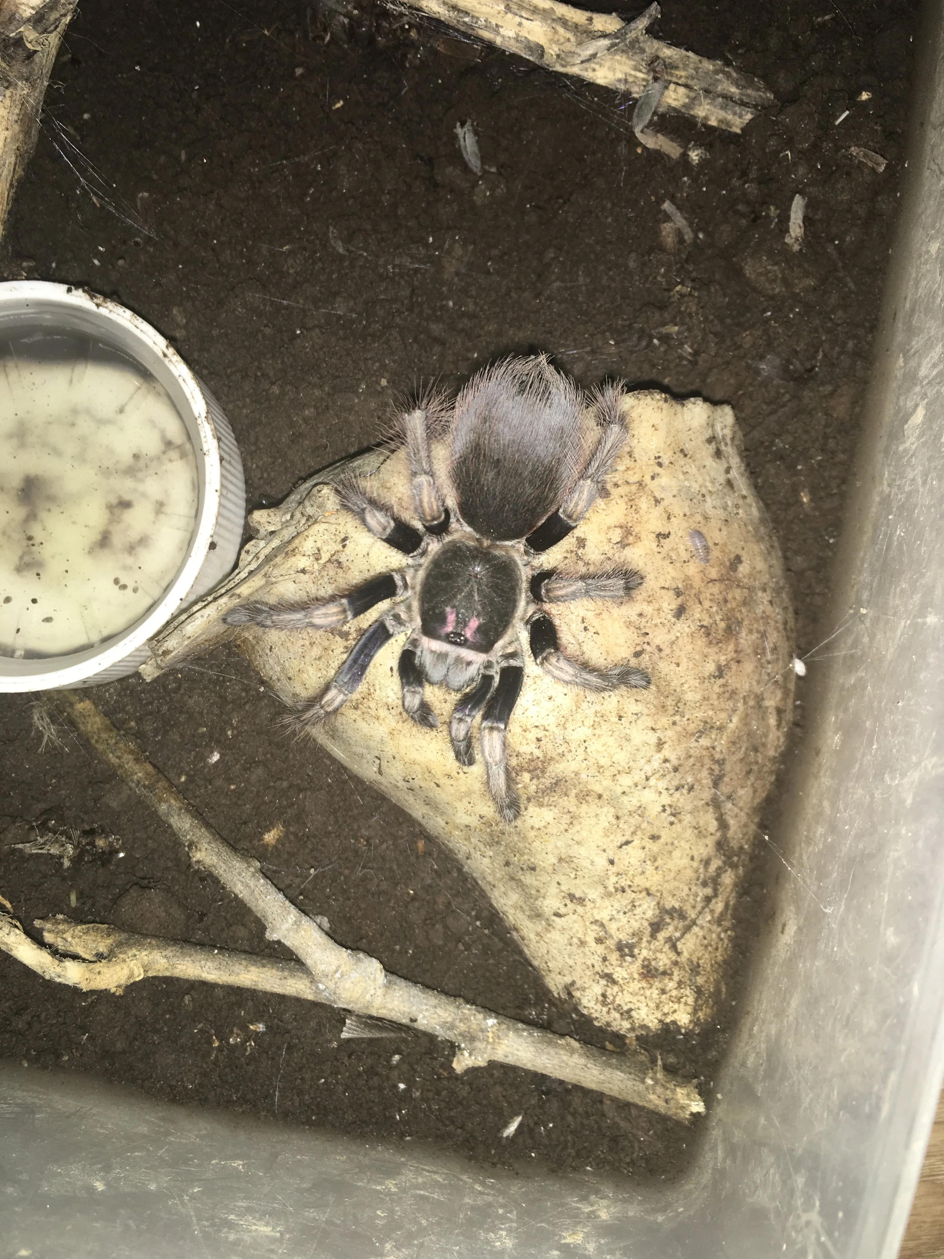 23157 tarantula body segmentation