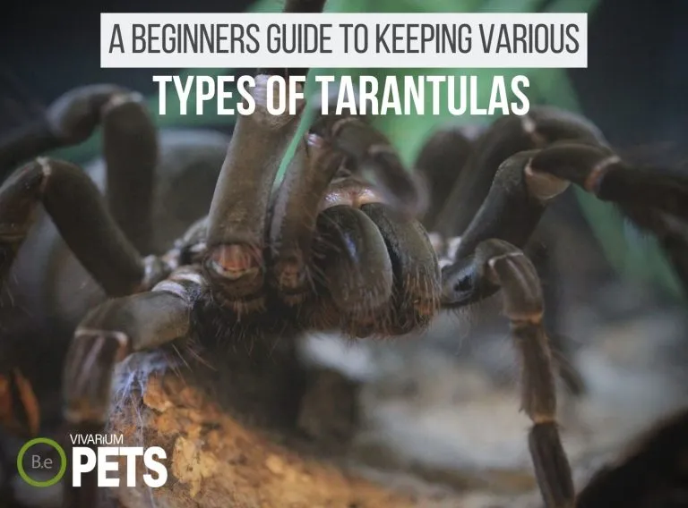 /img/23157-tarantula-expert-consultation.webp
