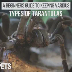 /img/23157-tarantula-expert-consultation.webp