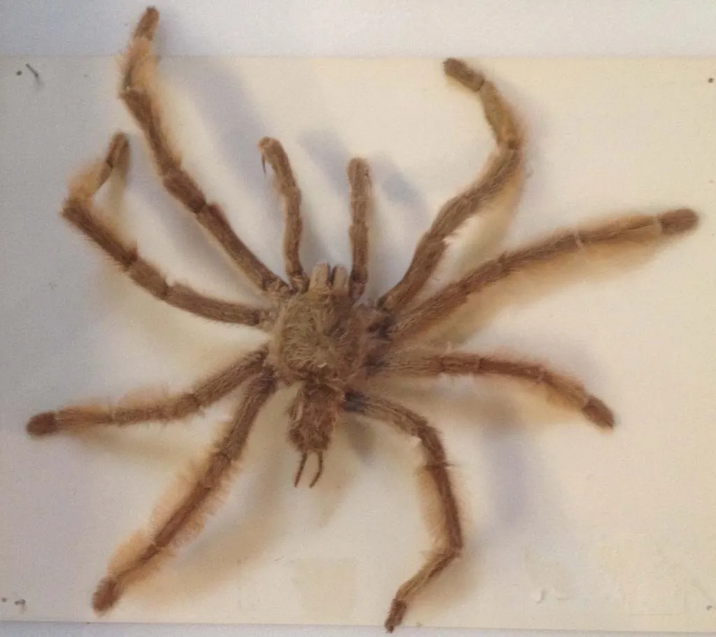 23157 tarantula habitat example