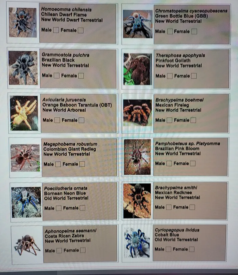 23157 theraphosidae tarantula