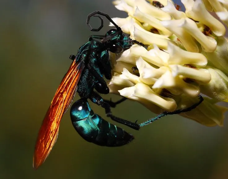 23159 tarantula wasp hunting