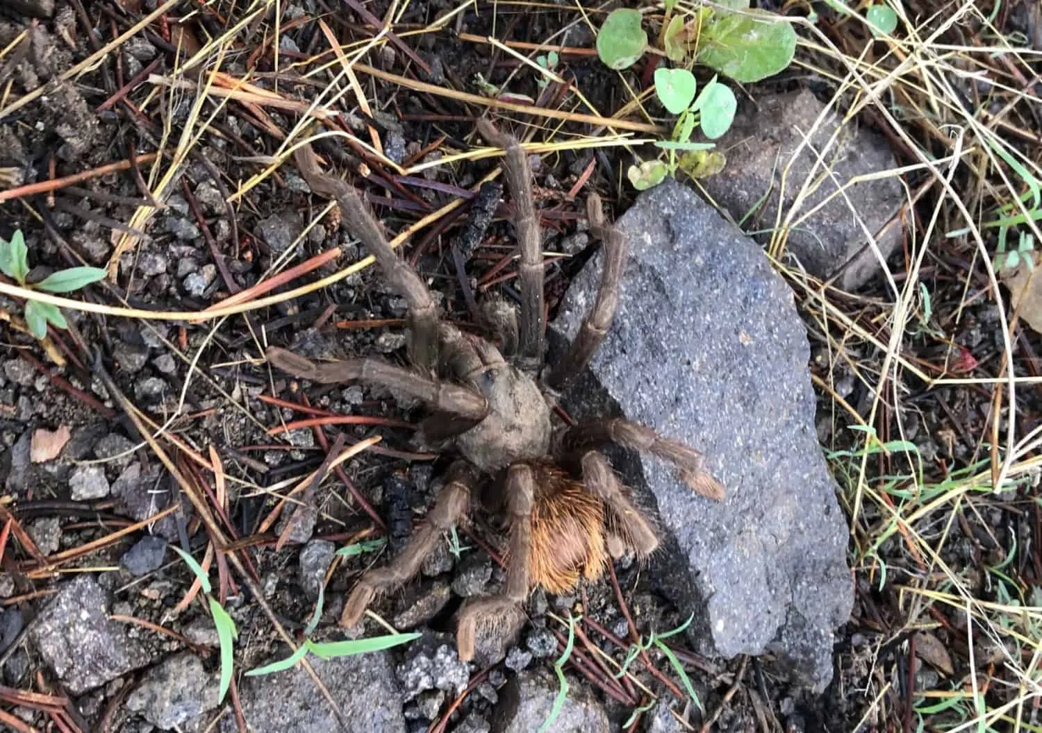 23159 tarantula wasp predator