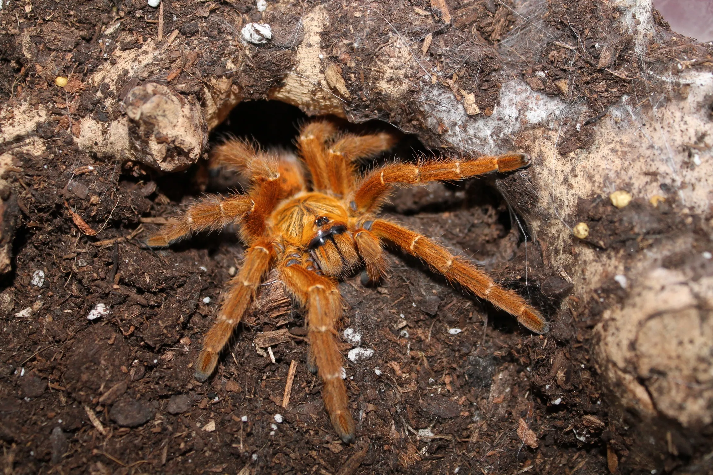 23160 female tarantula
