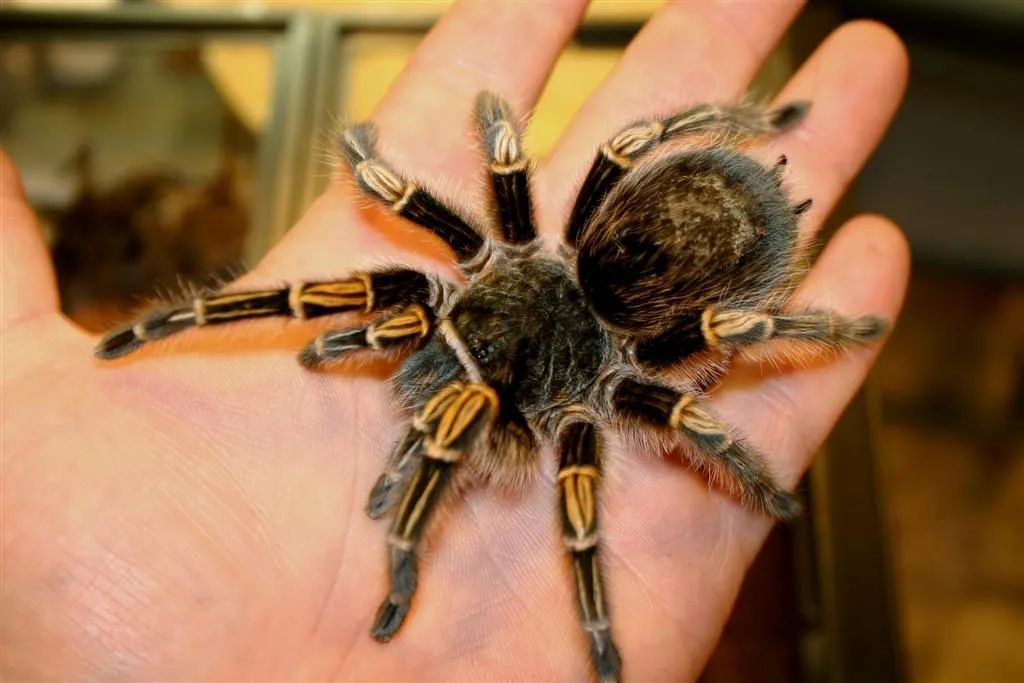 23160 male tarantula