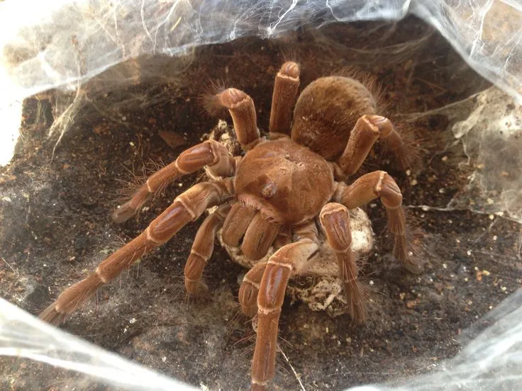23160 mature tarantula