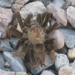 /img/23166-tarantula-enclosure.webp