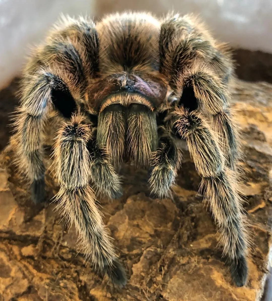 23166 wild caught tarantula
