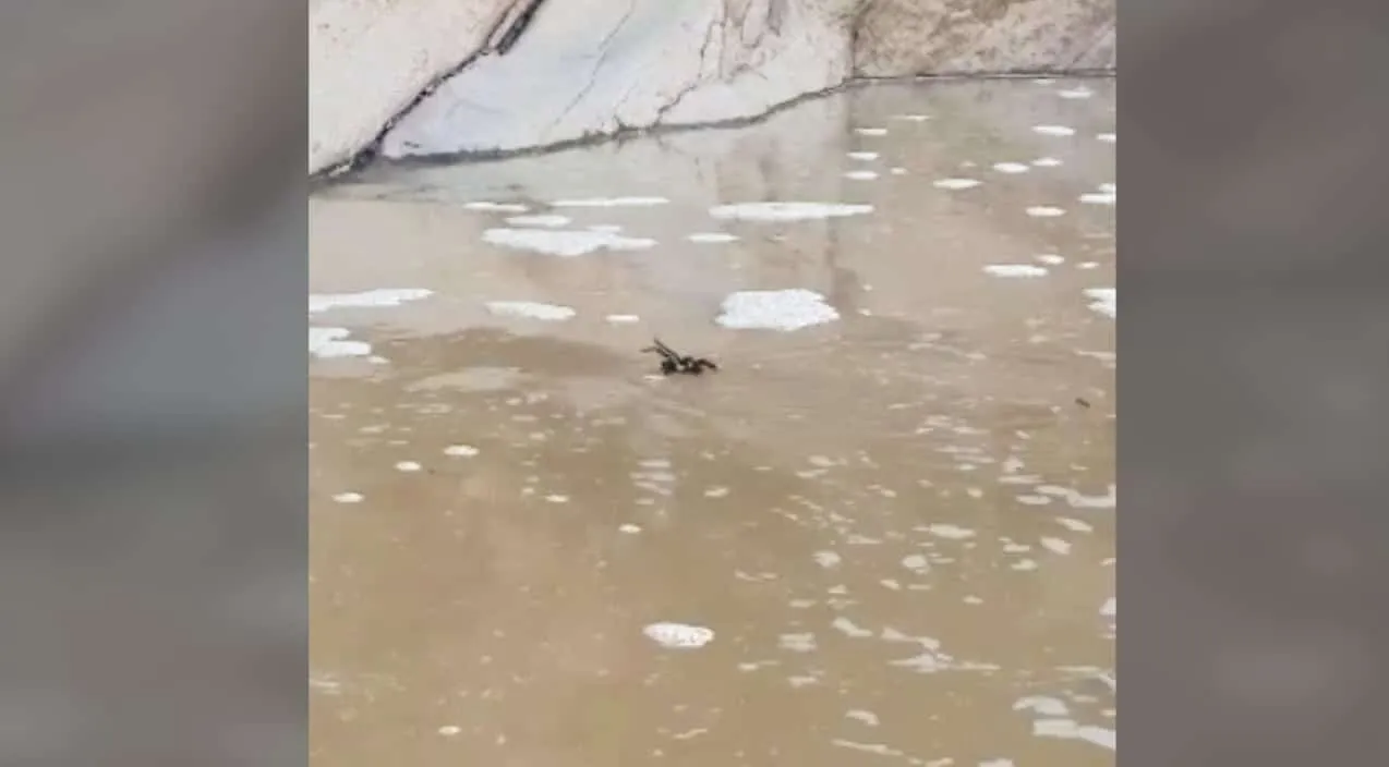 23168 tarantula close up