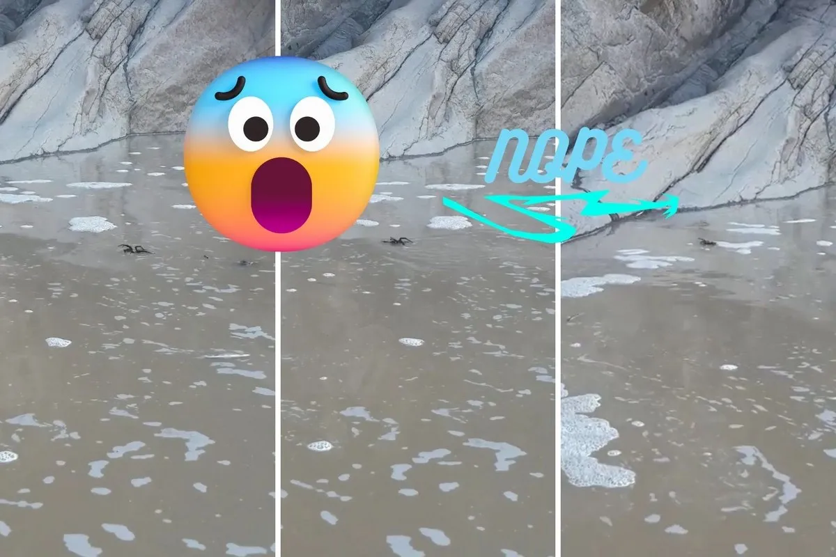 23168 tarantula swimming legs