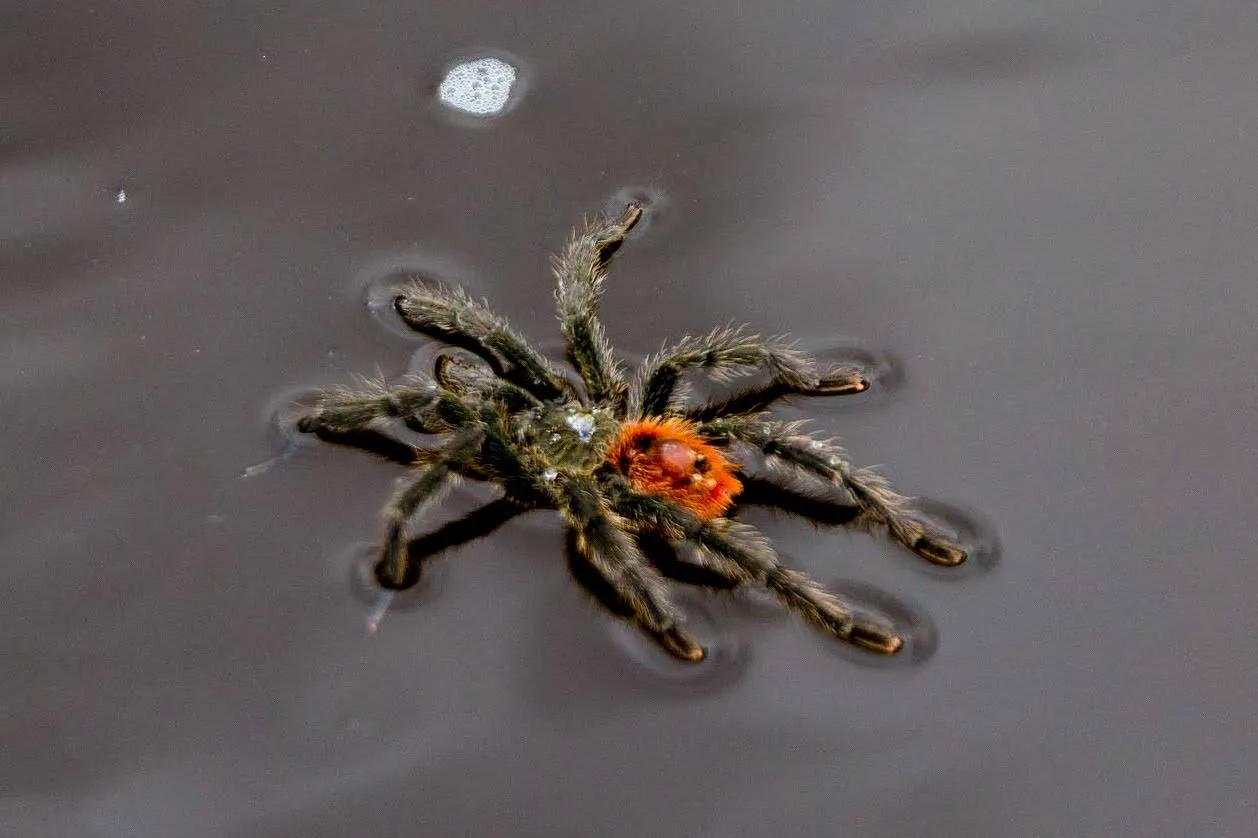 23168 tarantula water source