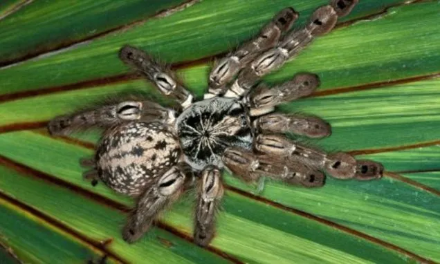 23169 safe tarantula handling