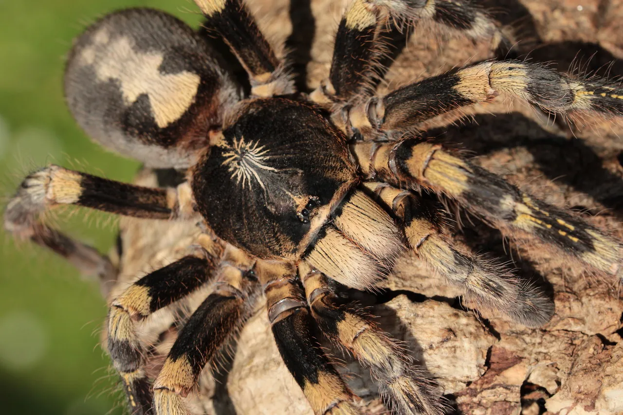 /img/23170-poecilotheria-tarantula-defensive.webp