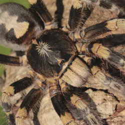 /img/23170-poecilotheria-tarantula-defensive.webp