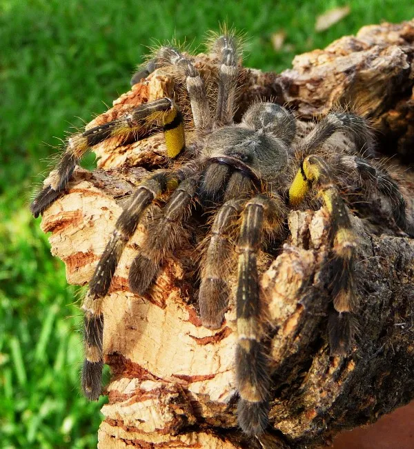 23170 poecilotheria tarantula feeding