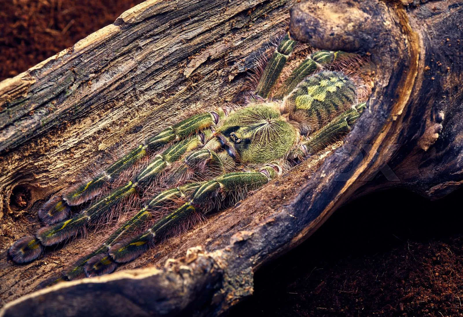 23170 poecilotheria tarantula habitat
