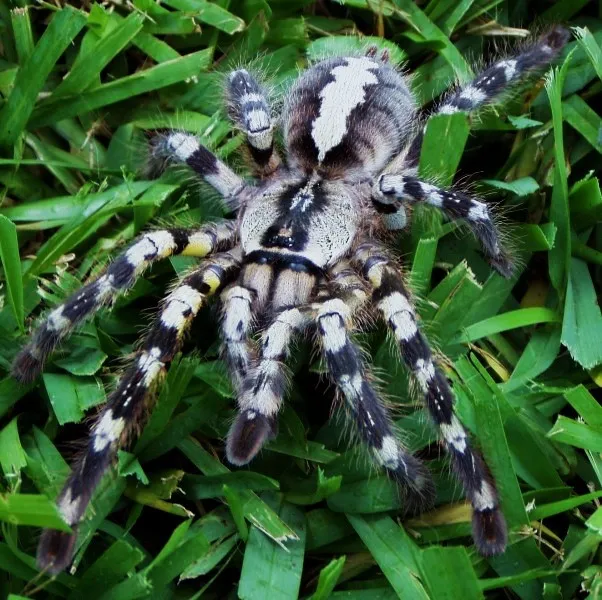 23170 poecilotheria tarantula handling