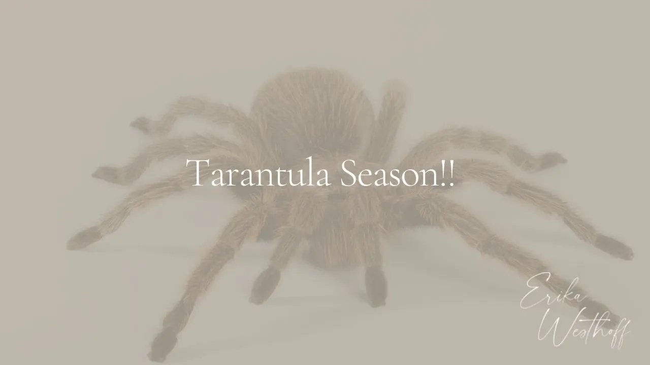 23172 catching tarantulas