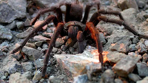 23172 tarantula island inventory