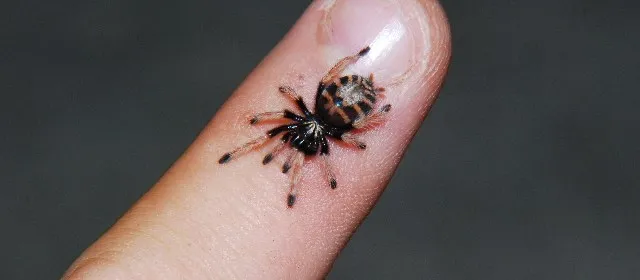 23173 baby tarantula feeding