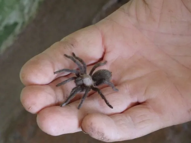 23173 choosing baby tarantula