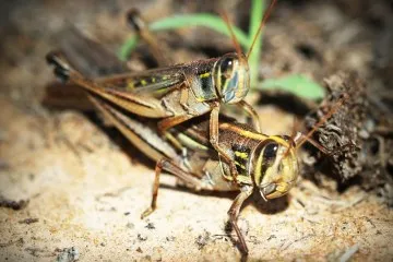 23174 tarantula species jumping