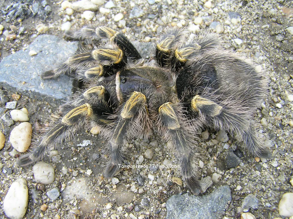 23175 chilean rose hair tarantula