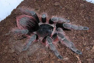 /img/23175-greenbottle-blue-tarantula.webp