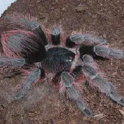 /img/23175-greenbottle-blue-tarantula.webp