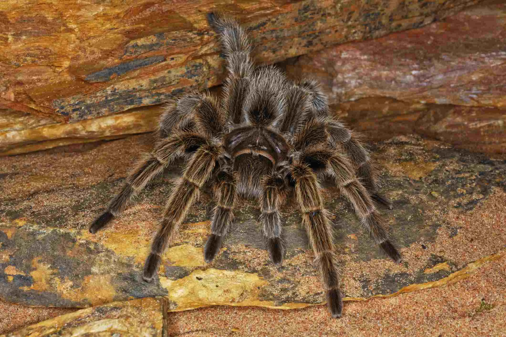 23175 mexican red knee tarantula
