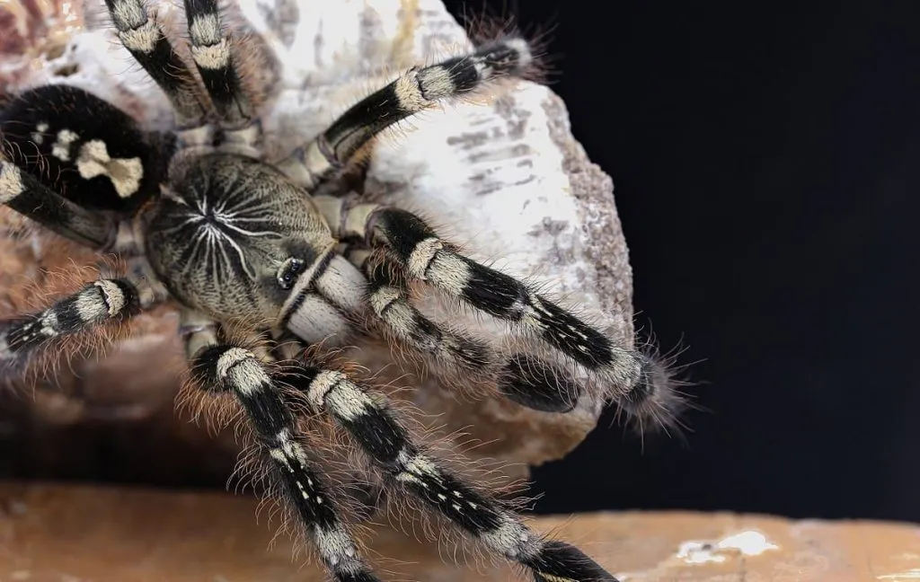 23175 tarantula feeding