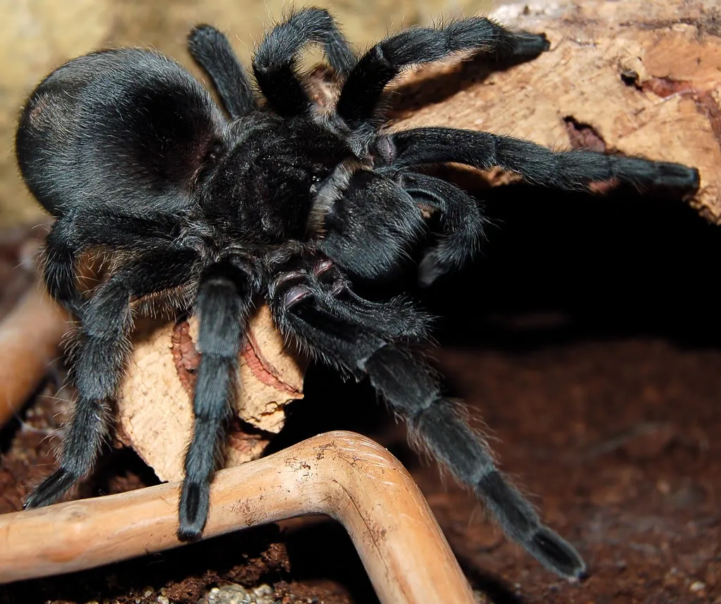 23175 white knee tarantula