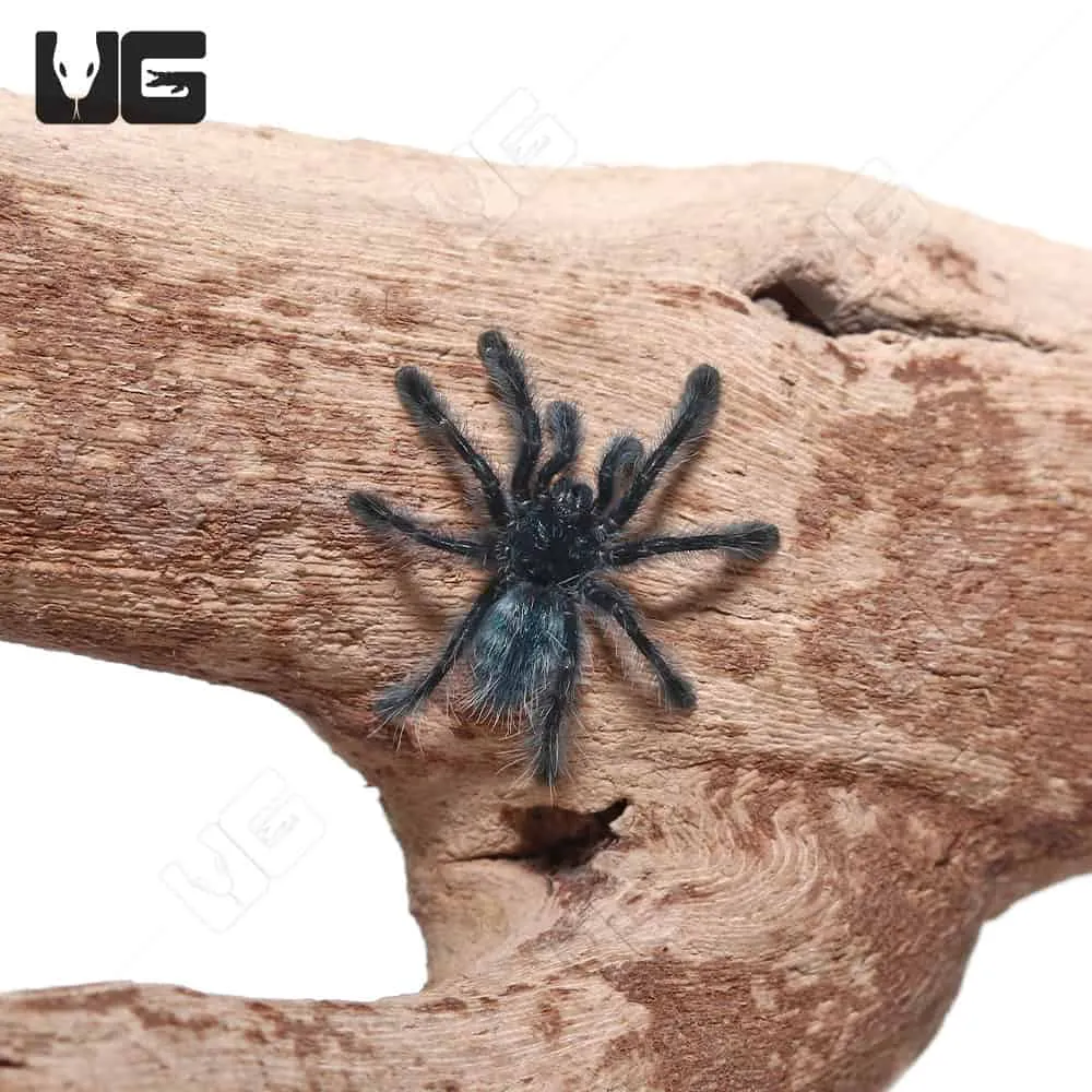 23176 antilles pinktoe tarantula healthy