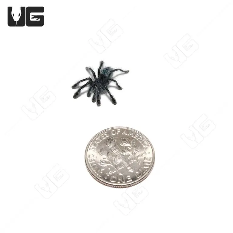 /img/23176-antilles-pinktoe-tarantula-molting.webp